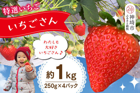 【先行受付 R8年1月下旬より発送】特選いちご(いちごさん) 250g×4パック(H101107)
