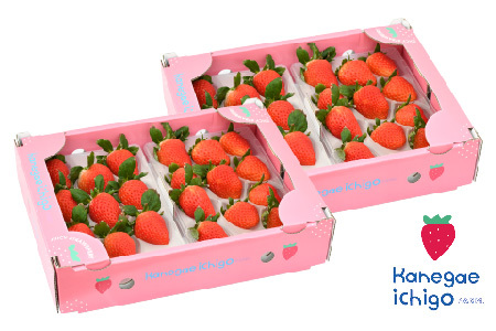 【農家直送】さがほのか220g×4パック(H117102)