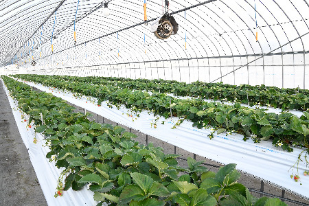 【農家直送】さがほのか220g×4パック(H117102)