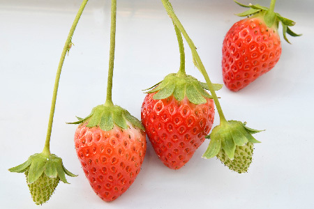 【農家直送】さがほのか220g×4パック(H117102)