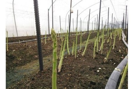 【先行受付 令和8年3月より発送】朝採りアスパラ定期便1kg×6回 (H013109)