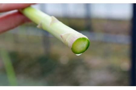 【先行受付 令和8年3月より発送】朝採りアスパラ定期便1kg×6回 (H013109)