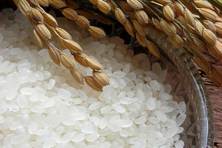 【令和7年産 新米】さがびより 精米 5kg【2ヶ月定期便】農園(H061895)