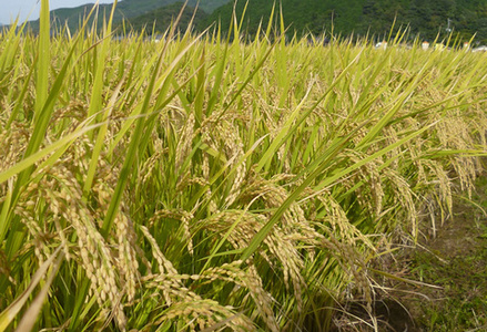 【令和7年産 新米】さがびより 精米 5kg【2ヶ月定期便】農園(H061895)