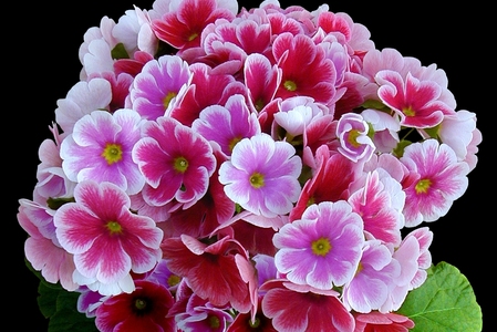 【先行受付1月7日より発送 数量・期間限定】プリムラ オブコニカ タッチミー 5号鉢×3鉢 3色おまかせセット 【鉢花 ふるさと納税 プリムラ】(H069114)