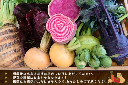 年間定期便24回 バーニャカウダ野菜セットラージ 16品 (H078123)