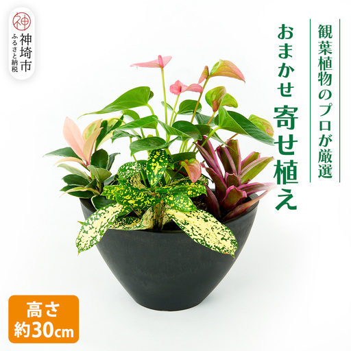 オリジナルアレンジ観葉植物　Sサイズ (H086104)