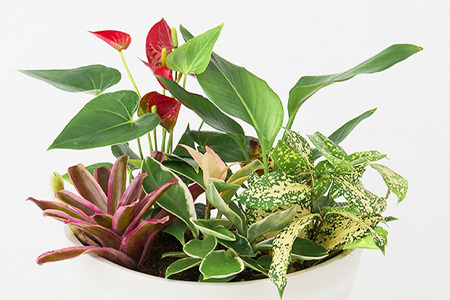 オリジナルアレンジ観葉植物　Mサイズ (H086105)