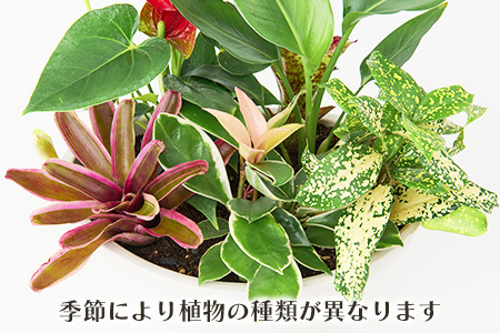 オリジナルアレンジ観葉植物　Mサイズ (H086105)