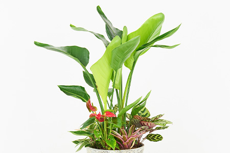 オリジナルアレンジ観葉植物　Lサイズ (H086106)