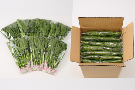 ほうれん草 約1.8kg(150g x 12袋)【佐賀県脊振山麓産】(H091114)