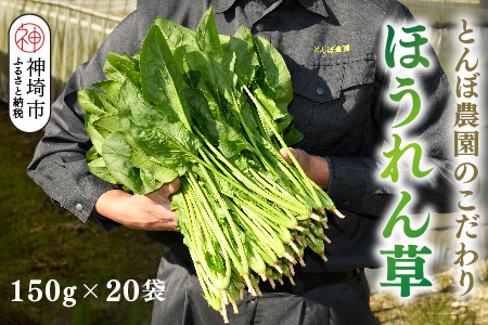 ほうれん草 約3kg(150g x 20袋)【佐賀県脊振山麓産】(H091115)