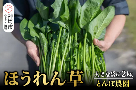 ほうれん草 2kg バラ詰め（大きな袋に2kg）【ハウス栽培 産地直送