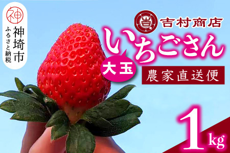 【令和7年1月中旬より順次発送】大玉いちごさん 4パック 約1kg (平詰め・2P×2箱)【大玉 いちご 苺 いちごさん 農家発送 朝採れ 甘い お菓子作り フルーツ】(H098106)