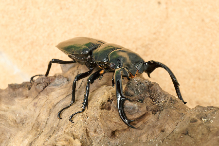 【世界最高峰のクワガタ】R.W.ウエストウッディ成虫ペア (H099101)