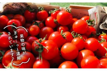 犬の無添加おやつ お砂糖不使用ドライフルーツ夏の果物5種 2セット 吉野ヶ里まちづくり会 ドッグフード 犬用品 ペット用品 Fcg014 佐賀県吉野ヶ里町 ふるさと納税サイト ふるなび