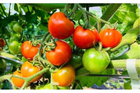 犬の無添加おやつ お砂糖不使用ドライフルーツ夏の果物5種 2セット 吉野ヶ里まちづくり会 ドッグフード 犬用品 ペット用品 Fcg014 佐賀県吉野ヶ里町 ふるさと納税サイト ふるなび