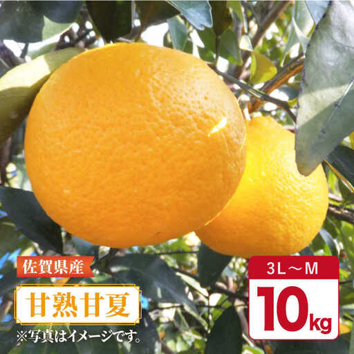 【4月下旬～5月上旬発送】佐賀県産 みかん 甘味とほどよい酸味の「甘熟甘夏」約10kg 吉野ヶ里町/リエンサーク  [FCC012]