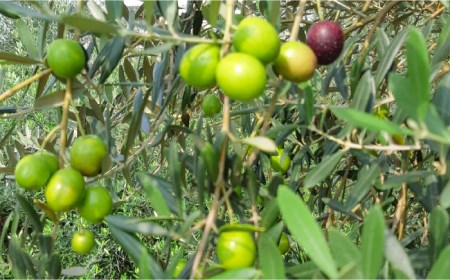 【12回定期便】佐賀県産オリーブオイル2本(100g×2) [FBK040]