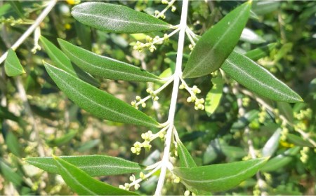 【12回定期便】佐賀県産オリーブオイル2本(100g×2) [FBK040]