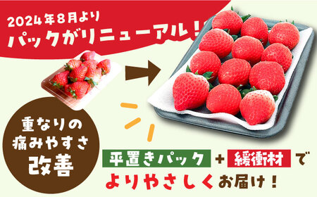 【12月～4月発送】いちごさん 計1kg以上（約250g×4P） 吉野ヶ里町/TZファーム イチゴ 苺 いちご いちごさん 甘い 果物 人気 旬 果物 [FDF001]