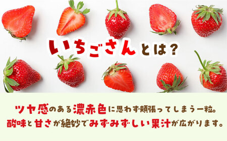 【12月～4月発送】いちごさん 計1kg以上（約250g×4P） 吉野ヶ里町/TZファーム イチゴ 苺 いちご いちごさん 甘い 果物 人気 旬 果物 [FDF001]