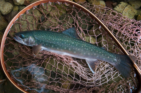 グレートフィッシング然別湖遊漁券(ペア)【 ふるさと納税 人気 おすすめ ランキング 釣り フィッシング 然別湖 遊漁券 イワナ ミヤベイワナ 然別 しかりべつ 北海道 鹿追町 送料無料 】 SKJ002