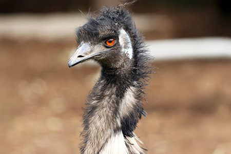 エミュー焼肉用3種の味セット K006036