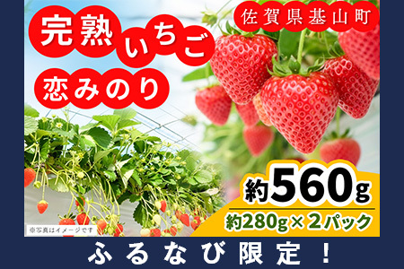 【ふるなび限定】【新農場オープン記念】【先行受付 2026年1月より発送】【農場直送！】恋みのり(約280g×2P) K100017