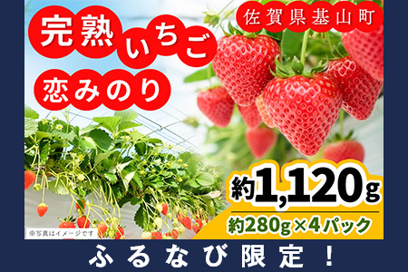 【ふるなび限定】【新農場オープン記念】【先行受付 2026年1月より発送】【農場直送！】恋みのり(約280g×4P) K100018