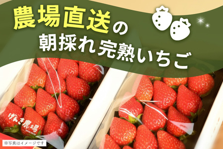 【ふるなび限定】【新農場オープン記念】【先行受付 2026年1月より発送】【農場直送！】恋みのり(約280g×4P) K100018