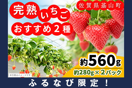 【ふるなび限定】【新農場オープン記念】【先行受付 2026年1月より発送】【農場直送！】いちご2品種食べ比べ(約280g×2P) K100019