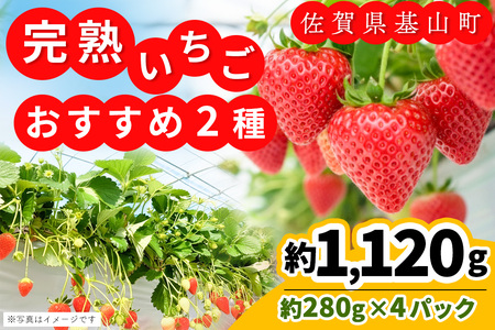 【ふるなび限定】【農場直送いちご】いちご2品種食べ比べ(約280g×4P) K100020 FN-Limited-PR