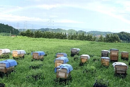 Z4-081F みよしのみかんの蜂蜜 220g（１本）