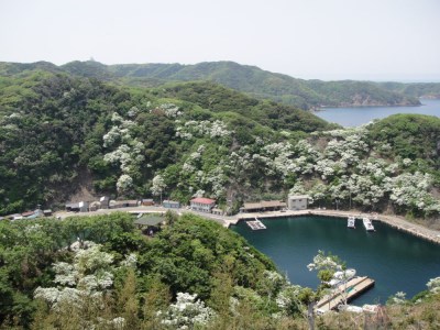 ひとつばたごの木 30年オーナー権【オーナー ひとつばたごの木 なんじゃもんじゃの木 白い花 植樹 花見】 JA5-F069001