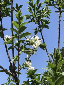 ひとつばたごの木 30年オーナー権【オーナー ひとつばたごの木 なんじゃもんじゃの木 白い花 植樹 花見】 JA5-F069001