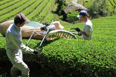 【無農薬栽培】基山茶高級煎茶2袋セット【お茶 緑茶 基山茶 基山町 高級 煎茶 旨み 渋み 美味しい 無農薬】 A4-F009001