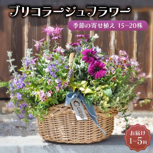通常便 1回 15~20株!! 季節の寄せ植え 「ブリコラージュフラワー」D-528