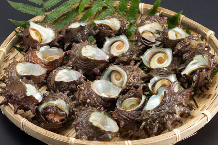 佐賀県産｢サザエ｣ 3500g　寄付金額：10000円