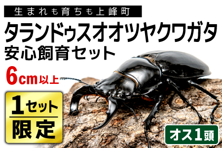 1セット限定！】完璧育成！「タランドゥスオオツヤクワガタ」 G-233 | 佐賀県上峰町 | ふるさと納税サイト「ふるなび」