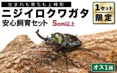 1セット限定！】完璧育成！「ニジイロクワガタ」 E-225 | 佐賀県上峰町