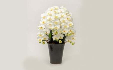 光触媒胡蝶蘭「翠(みどり)」白黄 E-278