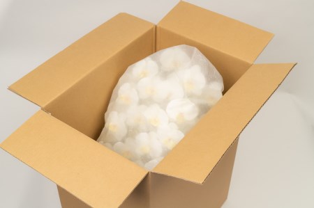 光触媒胡蝶蘭「翠(みどり)」白黄 E-278