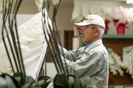 光触媒胡蝶蘭「翠(みどり)」白黄 E-278