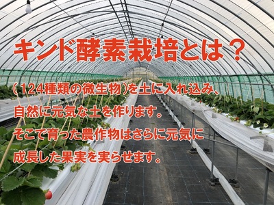 AE025_あま～い！！キンド酵素栽培いちご【いちごさん２７０ｇ×４パック】数量限定！！