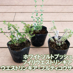 BS181_OGホワイトセット 花 苗 植物 家庭菜園 花壇 プランター ガーデニング