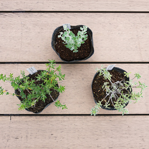 BS181_OGホワイトセット 花 苗 植物 家庭菜園 花壇 プランター ガーデニング