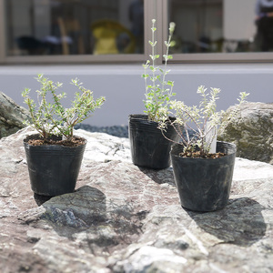 BS181_OGホワイトセット 花 苗 植物 家庭菜園 花壇 プランター ガーデニング