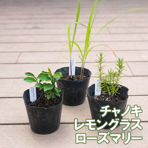 BS182_お茶・ティーセット 花 苗 植物 家庭菜園 花壇 プランター ガーデニング