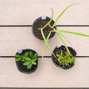 BS182_お茶・ティーセット 花 苗 植物 家庭菜園 花壇 プランター ガーデニング